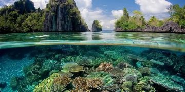 Indonesia Marine Conservation
