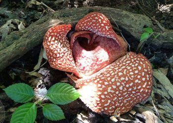 Rafflesia Flower Banyuwangi