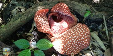 Rafflesia Flower Banyuwangi