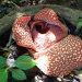 Rafflesia Flower Banyuwangi