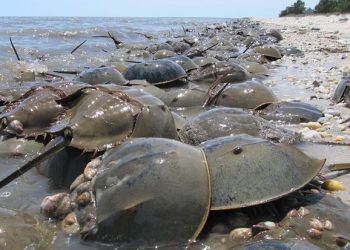Horseshoe Crabs Smuggling