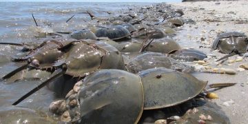 Horseshoe Crabs Smuggling