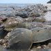 Horseshoe Crabs Smuggling