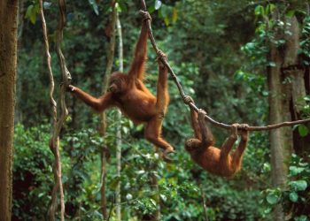 Orangutans smuggle