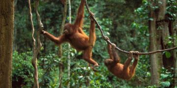 Orangutans smuggle