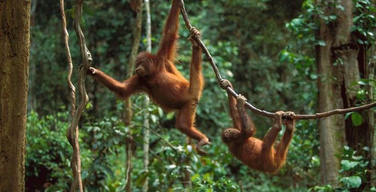 Orangutans smuggle