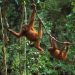 Orangutans smuggle