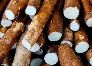 Cassava Imports