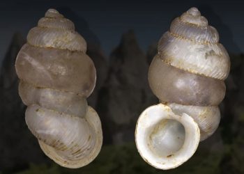 New Land Snail Species Indonesia