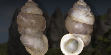 New Land Snail Species Indonesia