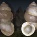 New Land Snail Species Indonesia