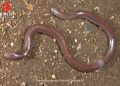 Blind Lizard