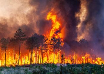 Forest and Land Fires