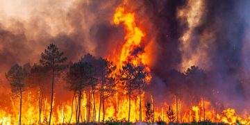 Forest and Land Fires