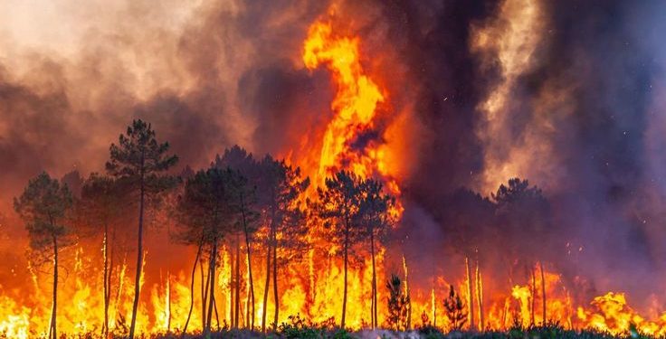 Forest and Land Fires