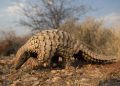 Pangolin Scale Trafficking