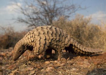 Pangolin Scale Trafficking