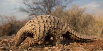 Pangolin Scale Trafficking