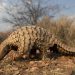 Pangolin Scale Trafficking