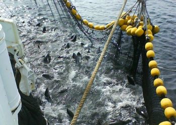 Illegal Fish Aggregating Devices