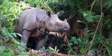 Javan Rhinos
