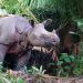 Javan Rhinos