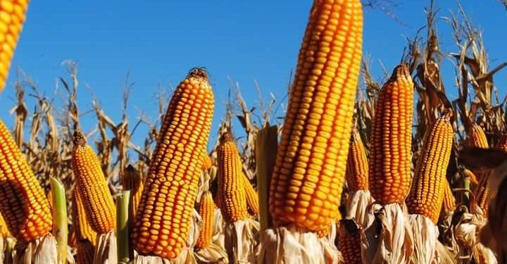 Local Corn