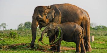Elephant Conservation