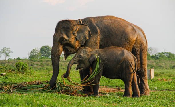 Elephant Conservation