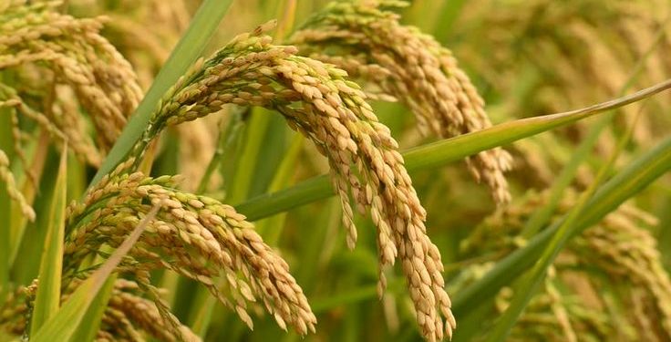 Indonesia rice
