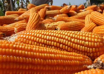 Corn Production Surplus