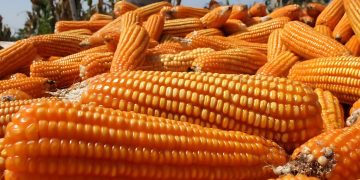 Corn Production Surplus