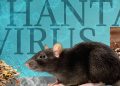 Hantavirus