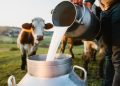 dairy self-sufficiency