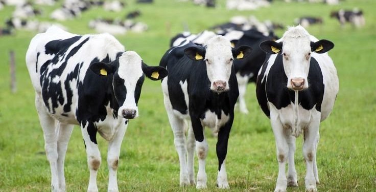 Dairy Cows Imports