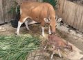 Javan Banteng
