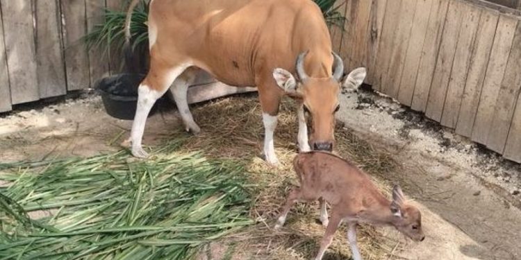 Javan Banteng