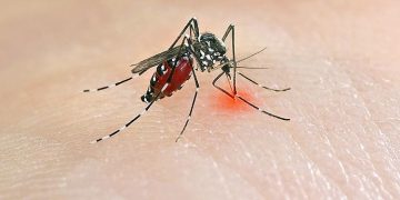 Chikungunya Virus Outbreak