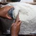 Rice Adulteration