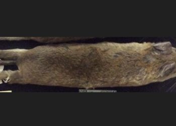 Indonesian Researchers Identify New Endemic Rat Species in Sulawesi