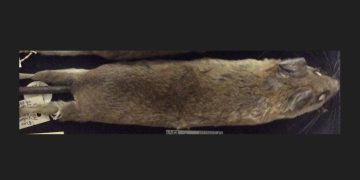 Indonesian Researchers Identify New Endemic Rat Species in Sulawesi