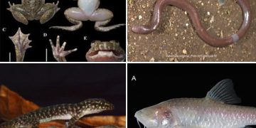 Indonesia new Species