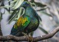 Nicobar Pigeons Trafficking