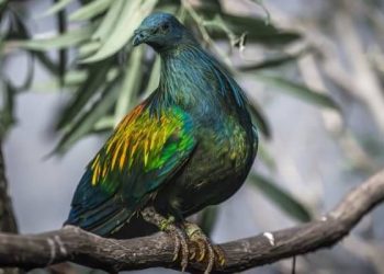 Nicobar Pigeons Trafficking