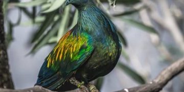 Nicobar Pigeons Trafficking