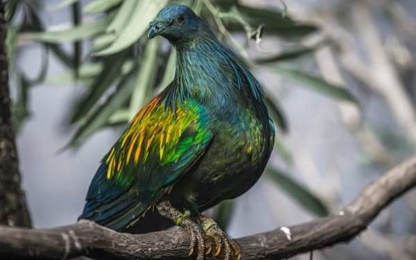 Nicobar Pigeons Trafficking