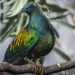 Nicobar Pigeons Trafficking