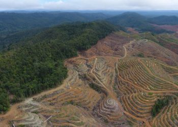 Deforestation Indonesia