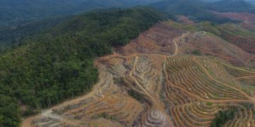 Deforestation Indonesia