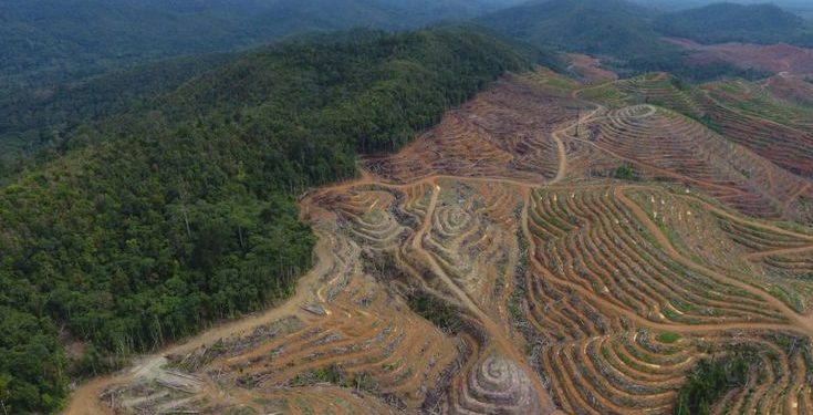 Deforestation Indonesia